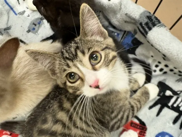 Adoptable Cat