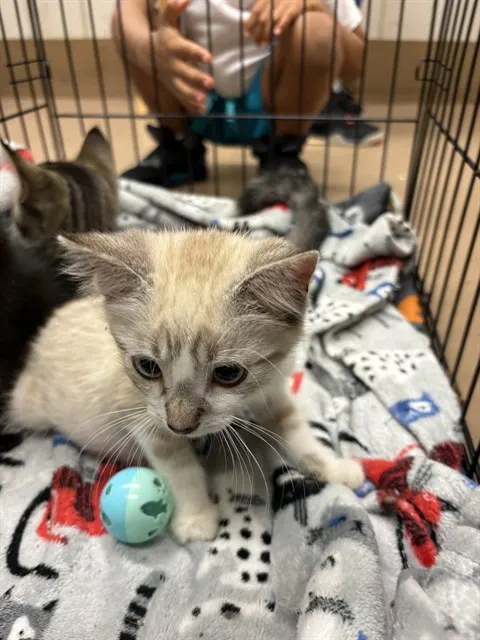 Adoptable Cat