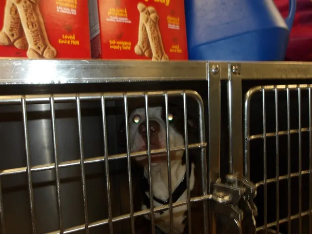 Adoptable Dog