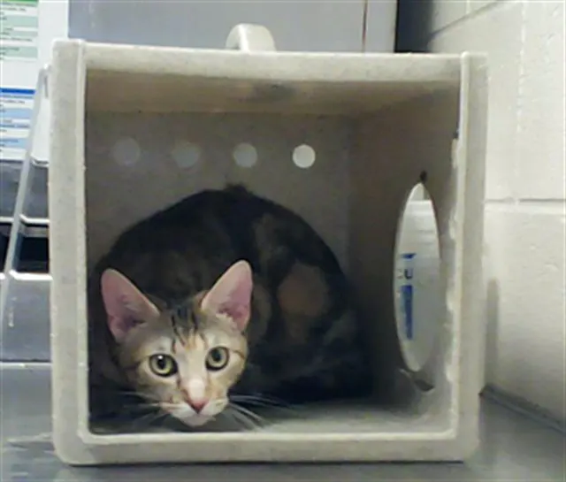 Adoptable Cat