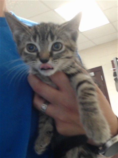 Adoptable Cat