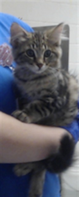 Adoptable Cat