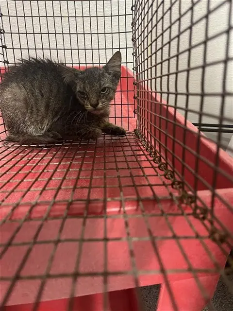 Adoptable Cat