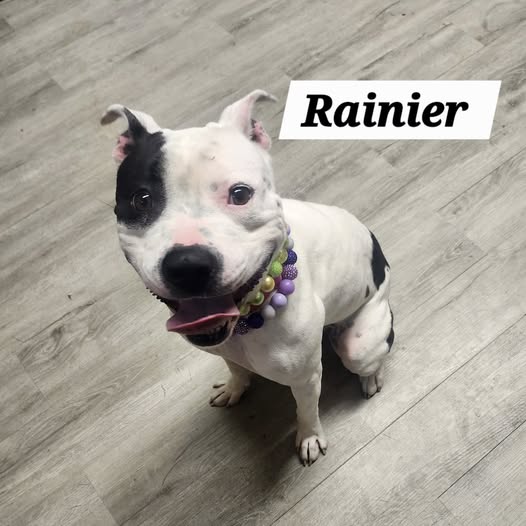 Rainier