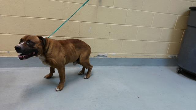 Adoptable Dog