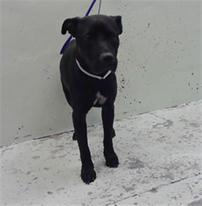 Adoptable Dog