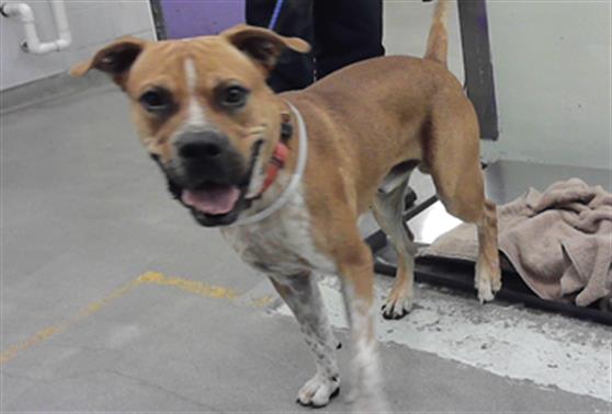 Adoptable Dog