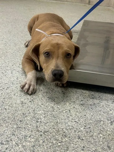 Adoptable Dog