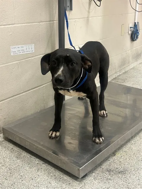 Adoptable Dog