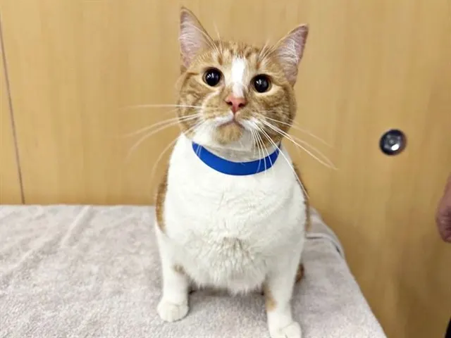 Biscuit