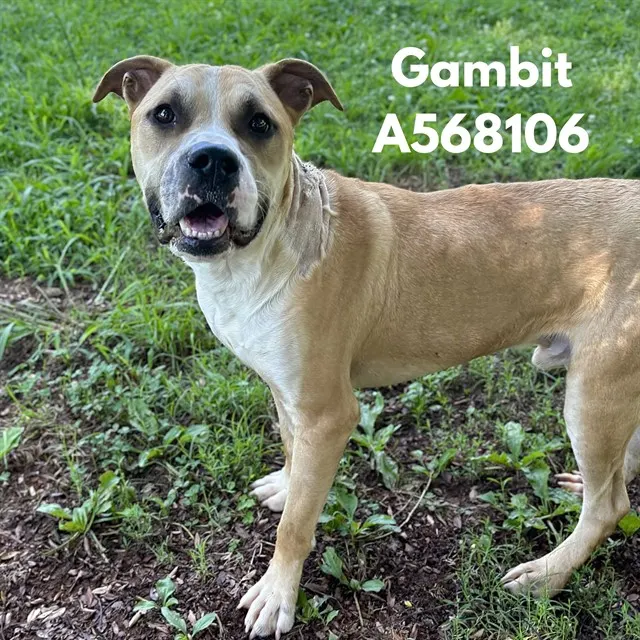 Gambit