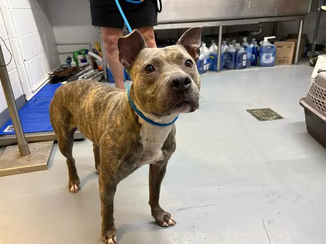 Maggie