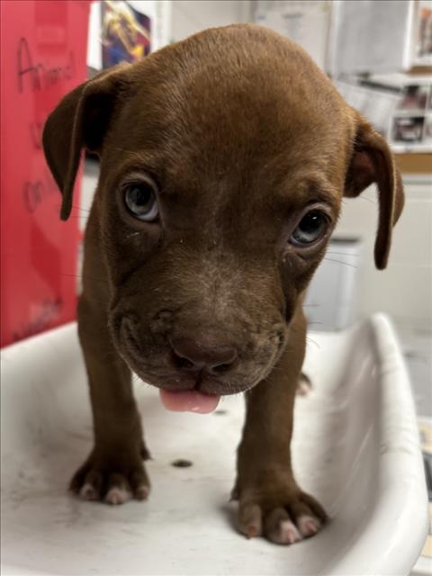 Red Collar