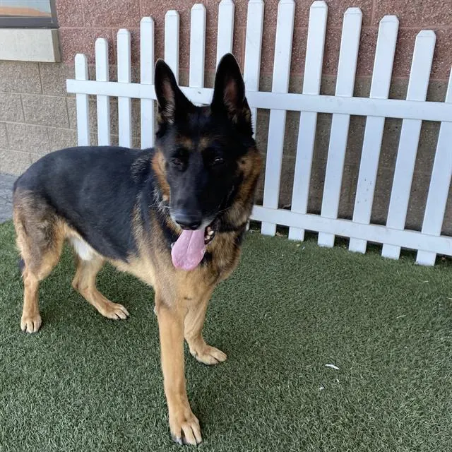 Koda