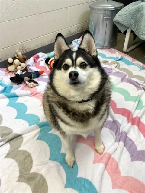Yuki