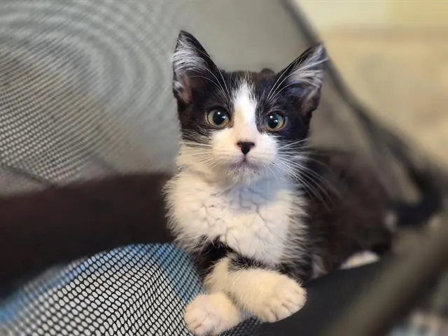 Maggie