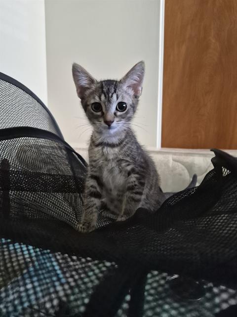 Tobie