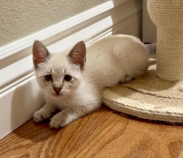 Luca