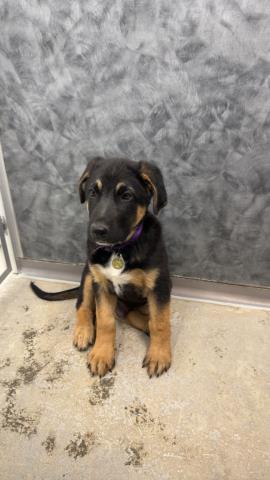 Rajah