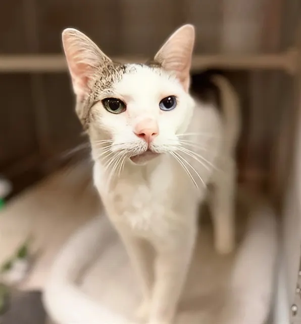 Bowie