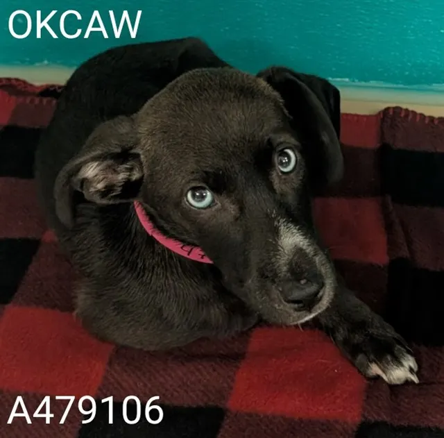 Adoptable Dog