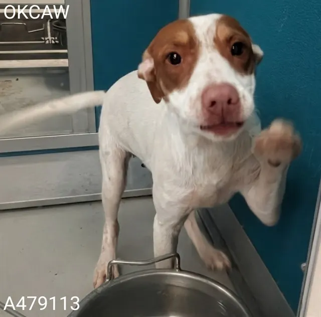 Adoptable Dog