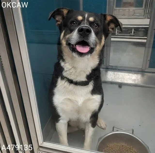 Adoptable Dog