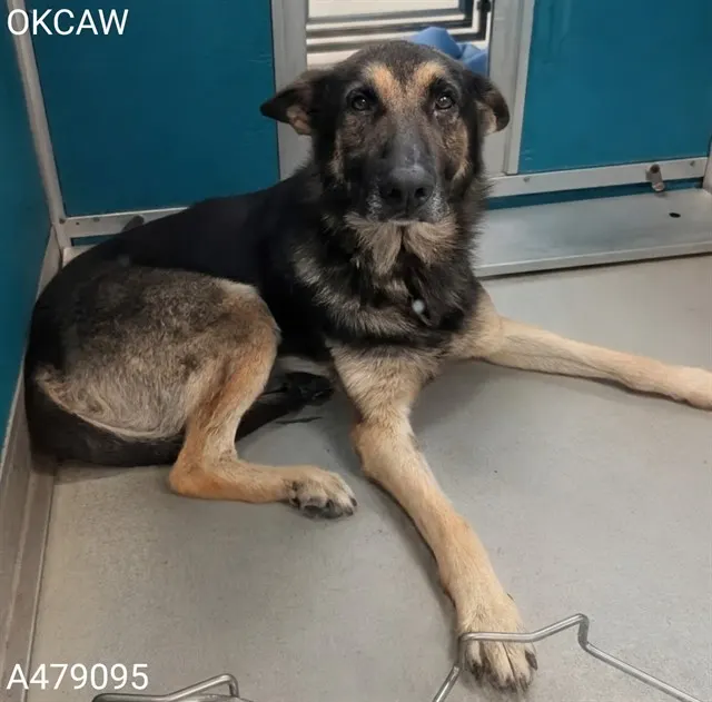 Adoptable Dog