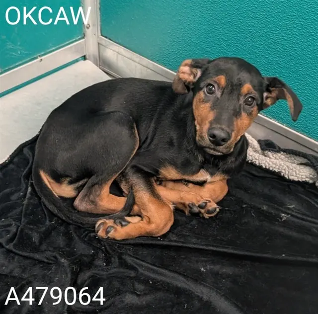 Adoptable Dog