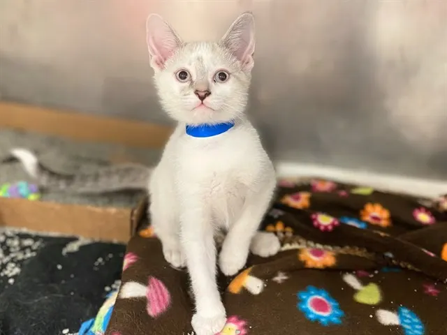 Marshmallow