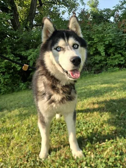 Mojo