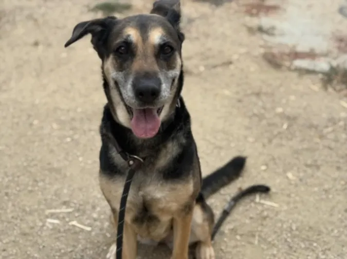 Angel
