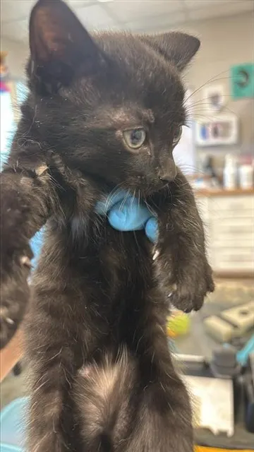 Adoptable Cat