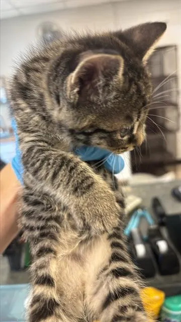 Adoptable Cat