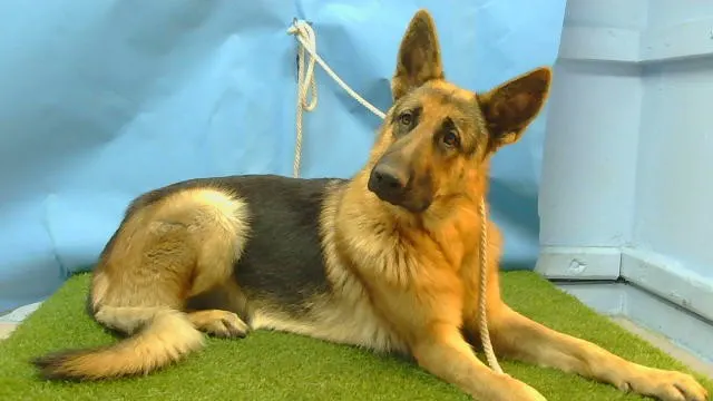 Adoptable Dog