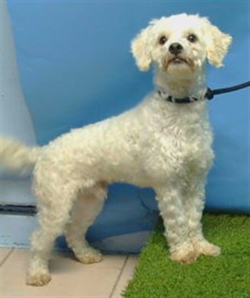 Adoptable Dog