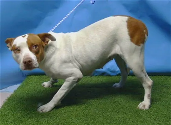Adoptable Dog