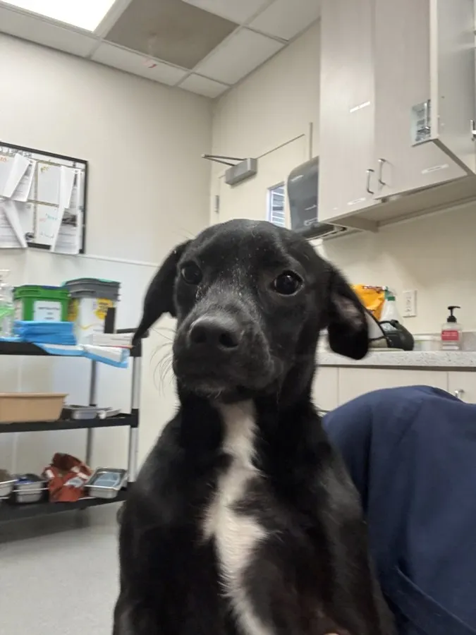 Adoptable Dog