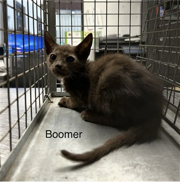 Boomer