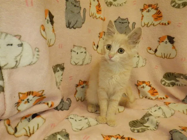 Adoptable Cat