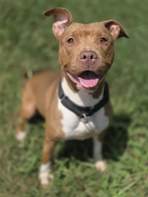 Cocoa
