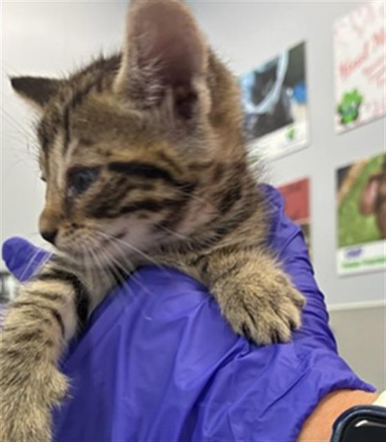 Adoptable Cat