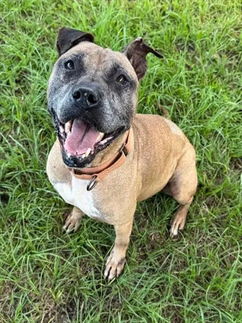 Bella