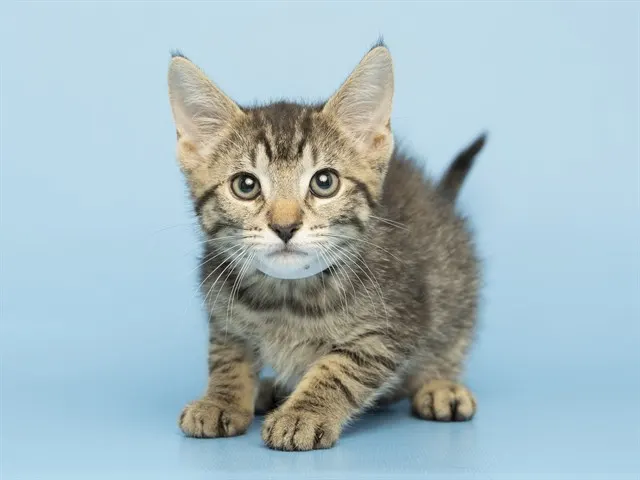 Wilbur