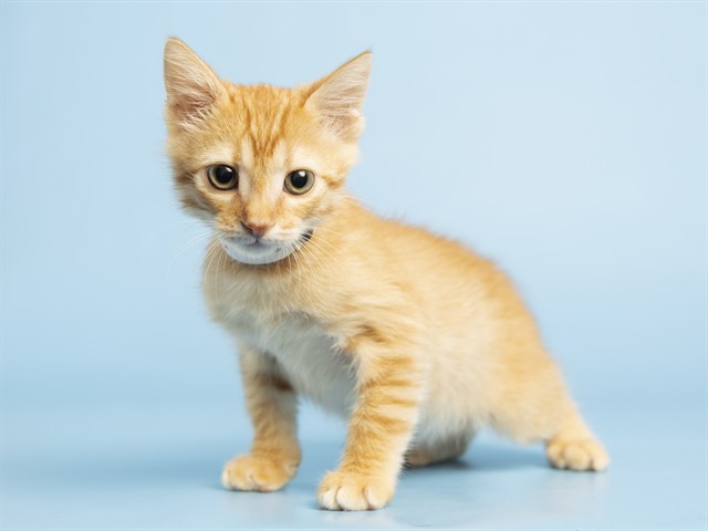 Marvin