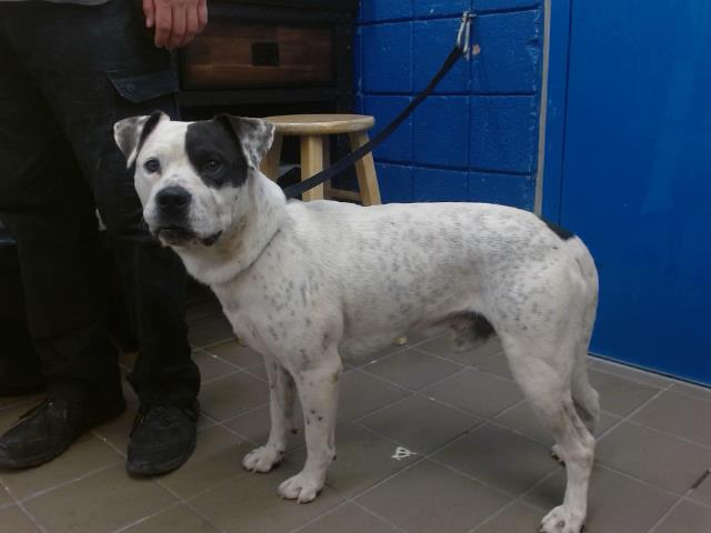 Tayson