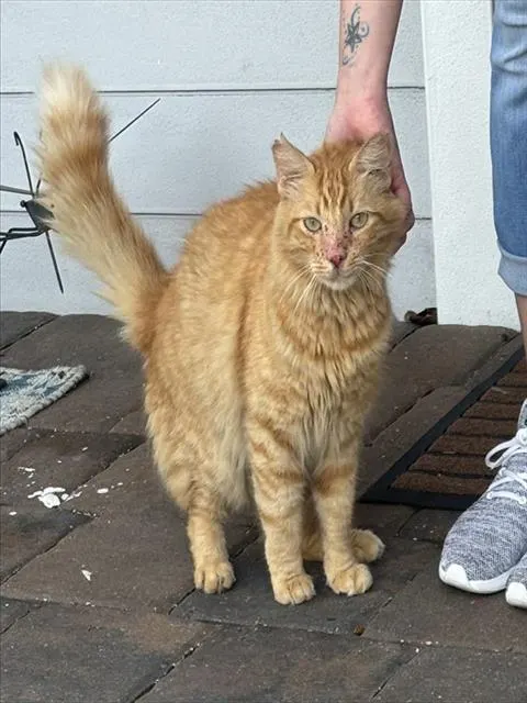 Sherbert