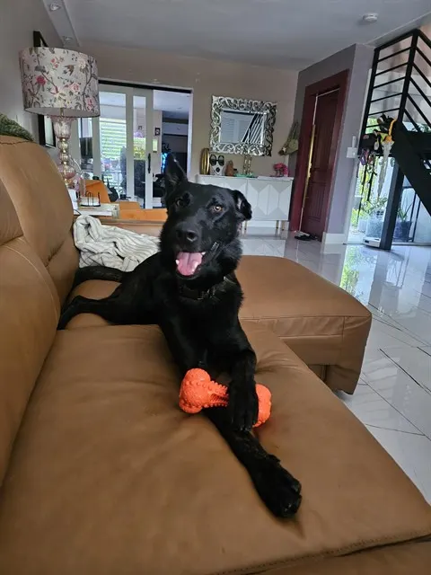 Apollo