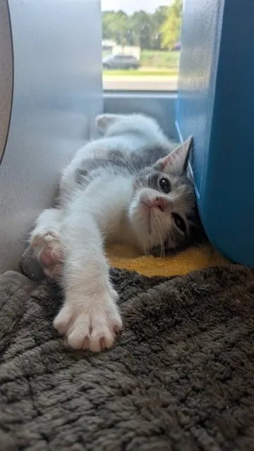 Mimi