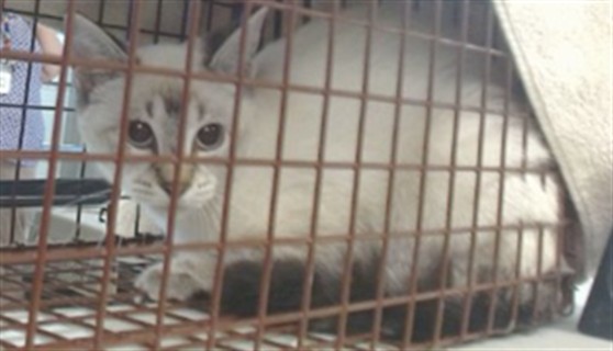 Adoptable Cat